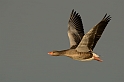 Greylag goose